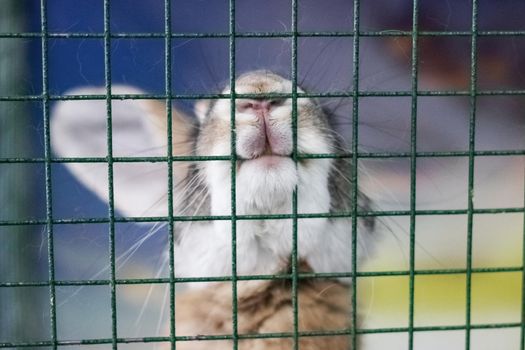 Gray rabbit nibbles a cage close up, nose and teeth