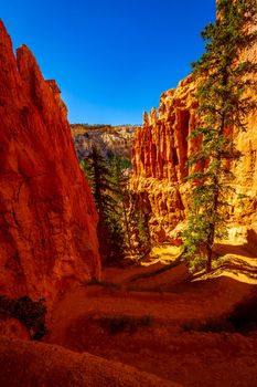 Hoodoos in Bryce Amphitheater, Bryce Canyon National Park, Utah