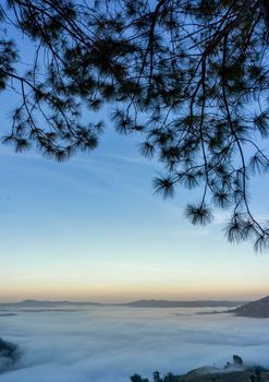 Frame of pine tree leaves The background is the morning mist at Khao Kho, Phetchabun Province.