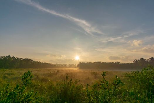 Fog over the grass in the morning. Nature along the way in Chumphon Province Thailand