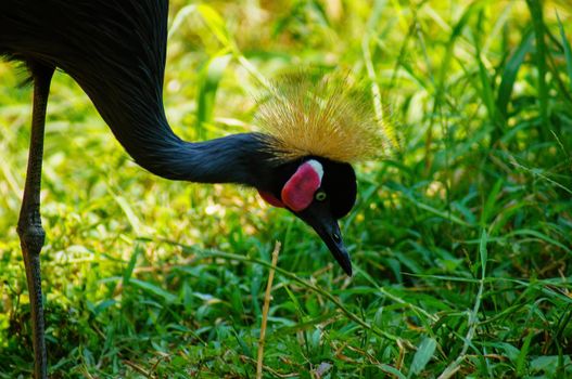 Gray crowned crane or tasseled crested flamingo (Scientific name: Balearica regulorum) and green plants