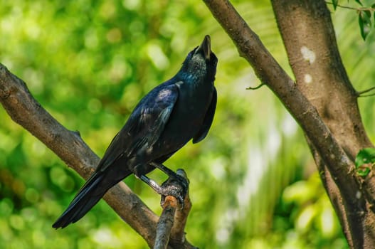 The black crow is sticking to the branches. It's looking for prey.