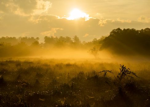 Fog over the grass in the morning. Nature along the way in Chumphon Province Thailand