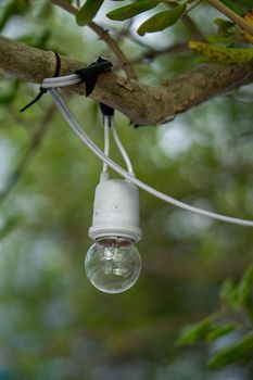 Old incandescent light bulbs, wrapped in a tree branch. The background is green bokeh.