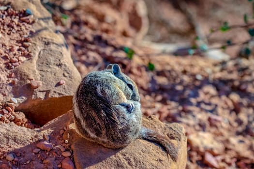 Golden-mantled Ground Squirrel in Bryce Canyon National Park, Utah