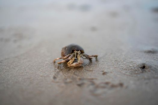Hermit crabs live on the sand by the sea	
