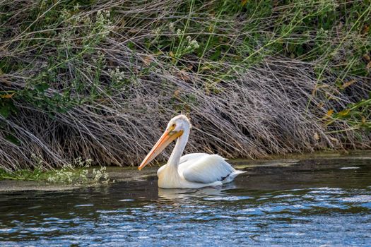 An American White Pelican swimming in water