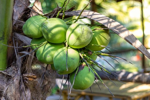 Coconut perfume is a bunch at the stem. Green shell color , Low palm stem