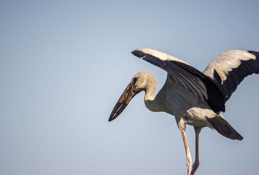 White egret, black wing tip, spread wings for evening sun