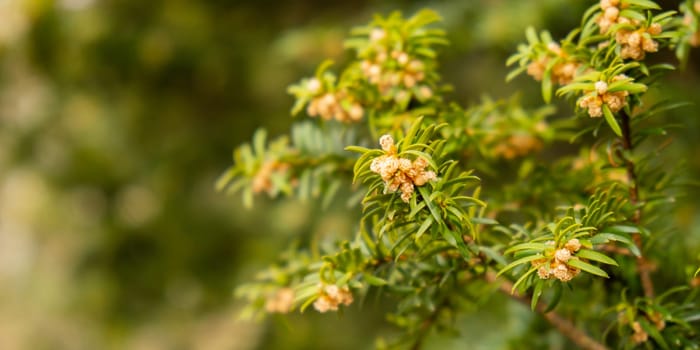 Young spruce and pine regrowth grew on plot. Afforestation. Small young coniferous flowers or cones growing on fir bushes. Green nature background