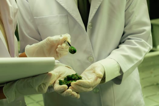 Scientists grasping gratifying heap of cannabis weed buds with tweezers harvested from a curative indoor cannabis plant hydroponic farm. Cannabis farm in grow facility for high quality concept