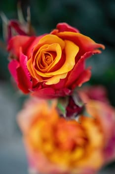 Beautiful Rose and Rosebuds in Rose Garden, Close Up, Selective Focus