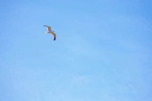 Sea gull , open wings flying on clear blue sky background