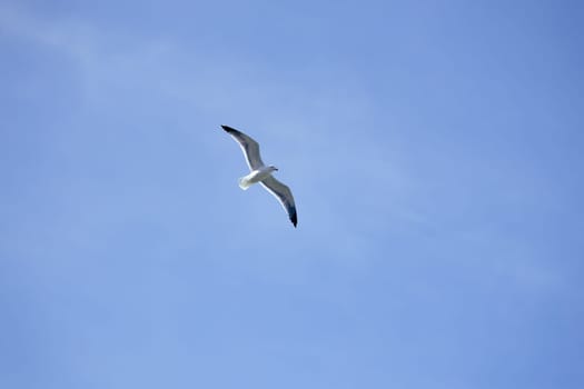 Sea gull , open wings flying on clear blue sky background