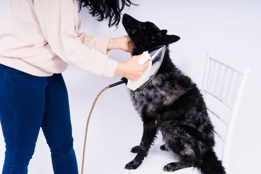 Mudi dog with electric iron on white background. The dog poses while doing housework.