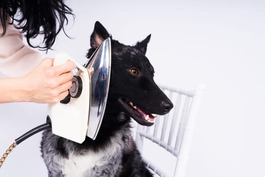 Mudi dog with electric iron on white background. The dog poses while doing housework.