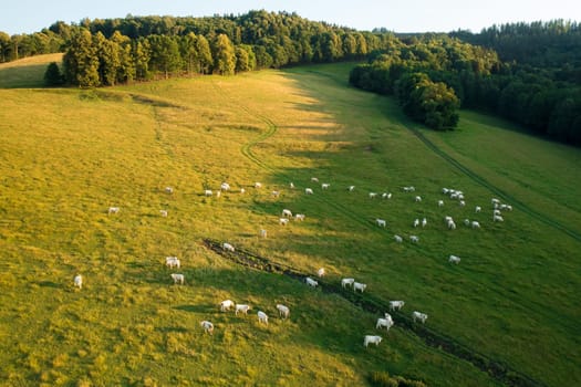 Domestic cows rest on meadow grass to provide fresh milk to farmers. Herd of cattle grazes in countryside at summer sunset upper aerial view