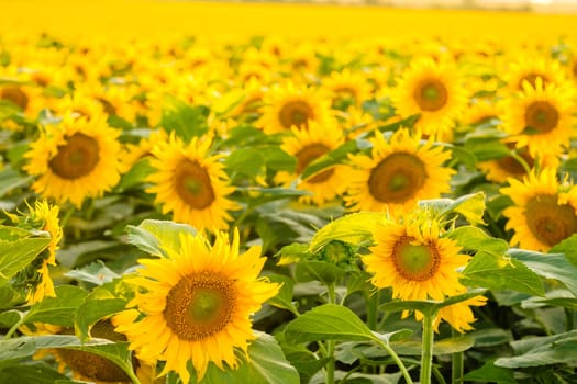 Blooming sunflowers with bright yellow petals and green leaves grow in field. Agriculture in countryside on sunny summer day close view