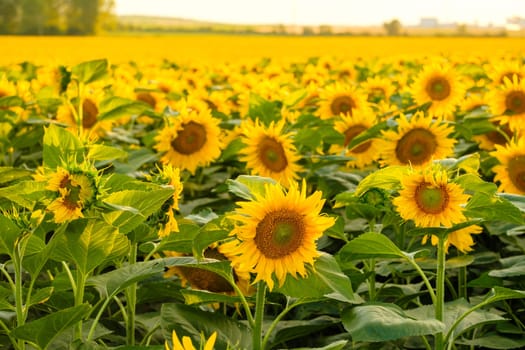 Bright sunflower with yellow petals and green leaves grows in rural field on blurred background. Agriculture in countryside close view