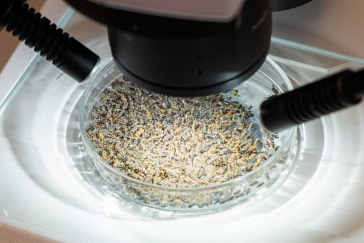 A colony of termites on a petri dish for examination under a microscope.