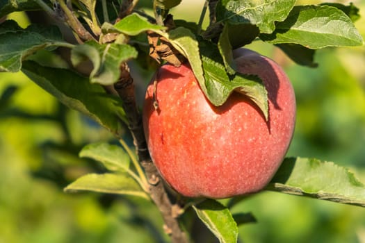 Red juicy ripe apples ripen on a tree in an apple orchard. Good harvest in autumn.