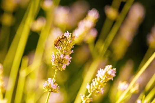 Bee collecting pollen at pink flower in blur background, close up. Extinction of bees due to insecticides concept