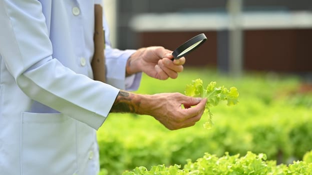 Scientist with magnifying glass examining the quality, observing organic vegetable in industrial hydroponic greenhouse.