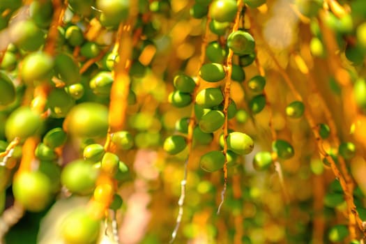 Unripe green fruits branches grow on date palm tree. Branches sway and tangle in wind at back sunlight. Palm tree casts shadow closeup