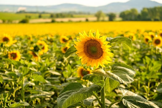 Beautiful sunflower grows in rural field against distant mountains on sunny summer day. Nature and agriculture in countryside closeup