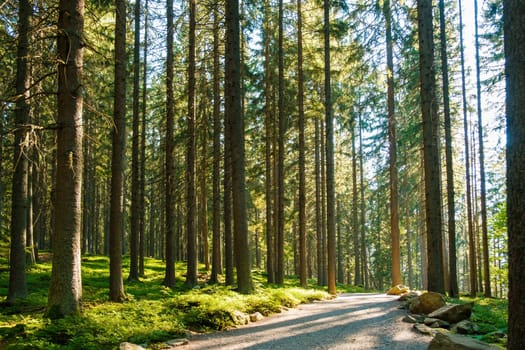 Autumn forest path at sunset. Forest hiking trail with high pine trees at sun light.