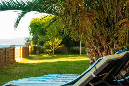 Sunbeds with white and blue mattresses standing in garden on summer day. Green palm trees grow in resort hotel backyard against seascape