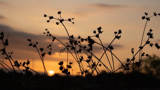 A sunset with a few flowers CLOSE UP in the foreground.