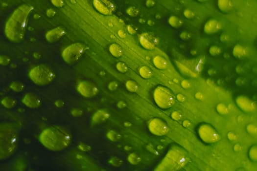 A close up of a leaf with water droplets on it.