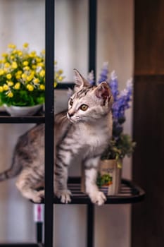 A cat on a shelf with flowers and a potted plant.