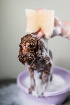 Woman shampooing brown mini toy poodle in grooming salon