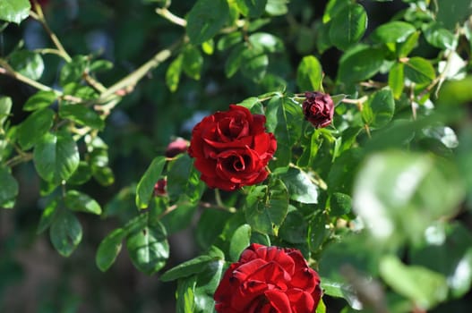 Closeup shot of red roses in a garden in Goslar, Germany