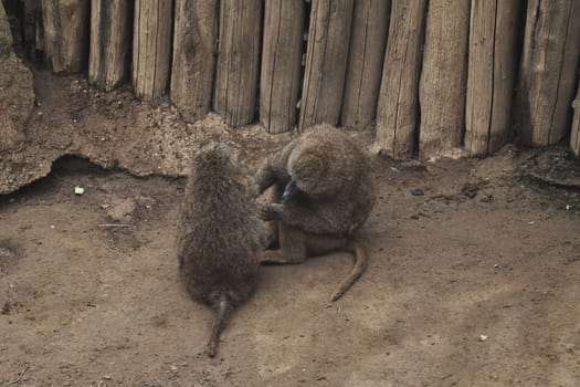 Anubis baboons, monkeys in a zoo in germany