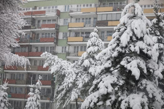 In the foreground, snowy coniferous trees are bending under the weight of white snow. In the background is a large multi-family apartment block, with walls of white and green.