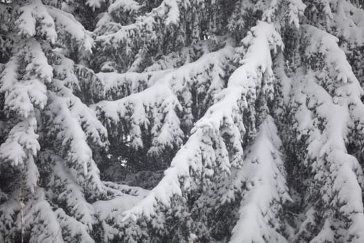 Observation of a snow blizzard in the midst of nature. The branches bend under the weight of the snow. Snow falling visible on the background of coniferous tree branches. Large close-up on the branches of a coniferous tree.