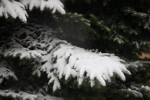 Snow falling visible on the background of coniferous tree branches. Observation of a snow blizzard in the midst of nature. Large close-up on the branches of a coniferous tree. The branches bend under the weight of the snow.