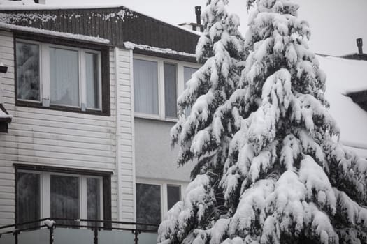 The crowns of coniferous trees can be seen in the foreground. The branches of the trees are covered with fresh snow. Behind the trees, a single-family house can be seen. Curtains hang in the windows of the house