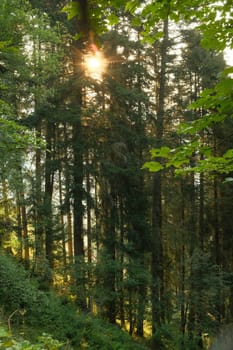 Sun rays make their way through the crowns of trees in the autumn forest in Saalfelden, Austria