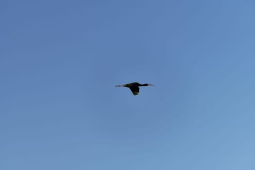 A common moorhen flying in the blue sky.Wallpaper, solitaire, saturated blue, horizontal and parallel flight
