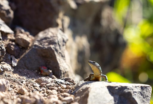 Lizard sits on a hot rock and basks in the sun. Madeira, Portugal