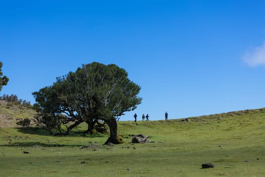 Group of tourists walking away on the hiking path on green hill with blue sky and tree