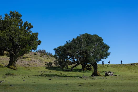 Group of tourists walking away on the hiking path on green hill with blue sky and tree