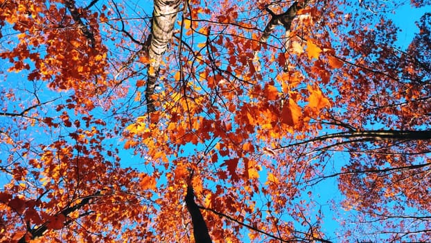 Treetops with red orange brown leaves swaying in the wind on background a clear blue sky on sunny autumn day. Bottom view. Forest woodland nature autumn seasonal backdrop. Beautiful natural background