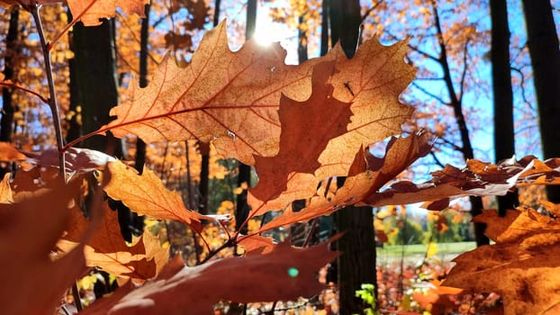 Beautiful red-brown oak leaves sway in wind in forest on sunny autumn day. Brightly shining sun and blue sky. Large autumn leaves of tree close-up and beams of sun. Autumn season. Natural background