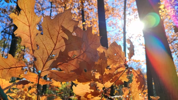 Beautiful rbrown oak leaves sway in wind in forest on sunny autumn day. Brightly shining sun and blue sky. Large autumn leaves of tree close-up. Autumn season. Natural background