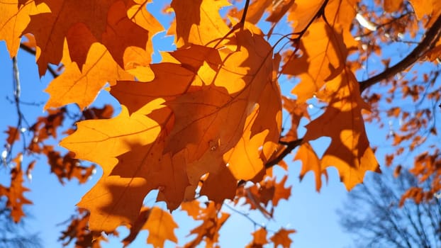 Yellow-brown oak leaves on branch swaying strong in wind on background blue sky close-up. Sun shines brightly through leaves. Natural background. Forest woodland nature season autumn seasonal backdrop